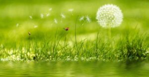 An insect flying above grass
